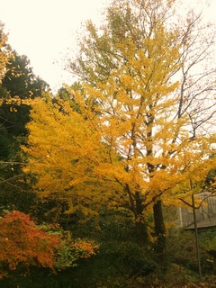 FxCam_1352699720289.jpg